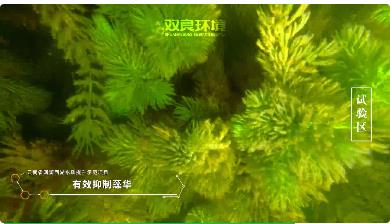 保護生物多樣性<a href=http://www.zfojg.cn target=_blank class=infotextkey><a href=http://www.zfojg.cn target=_blank class=infotextkey>雙良</a>環(huán)境</a>在行動！