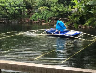 水生態(tài)修復(fù)中恢復(fù)沉水植物為何至關(guān)重要？