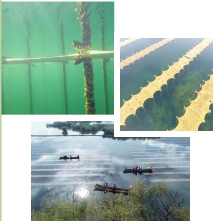 新聞轉載｜“首批海綿城市示范湖泊治理”常德濱湖公園水環(huán)境生態(tài)修復