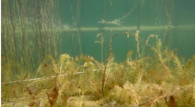 “為全球生物多樣性治理指明了方向”——訪《生物多樣性公約》第十五次締約方大會(huì)主席、中國生態(tài)環(huán)境部部長黃潤秋（人民日?qǐng)?bào)）